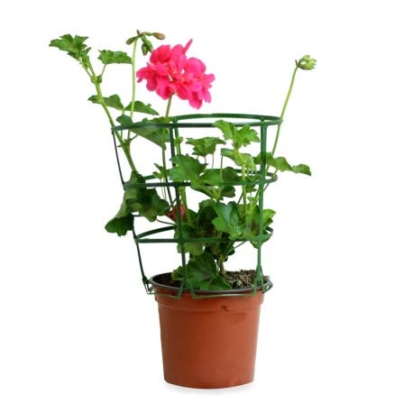 Geranio Planta Natural