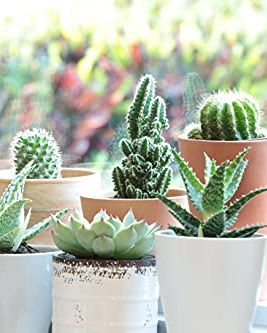 Live Indoor Plant and Succulent-Cactus Mix Subscription Box