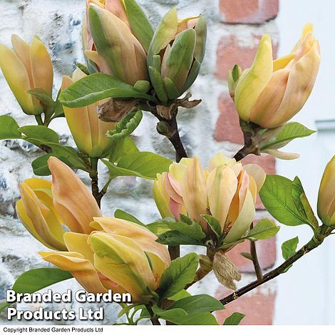 Magnolia Tree - Choosing And Planting Magnolia In Your Garden