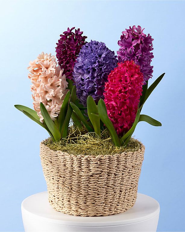 Royal Treatment Mixed Hyacinth Bulb Garden