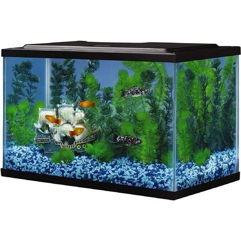 9 Best Fish Tanks in 2022 - Fish Tank Reviews