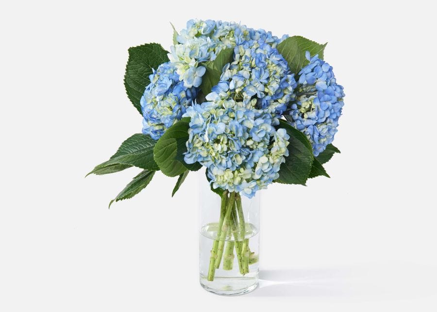 The Hydrangea