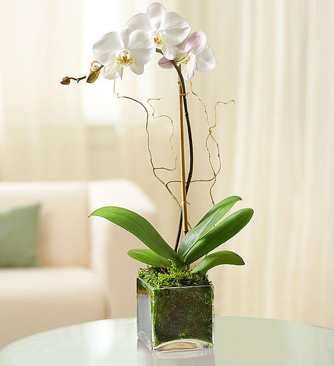 Elegant Orchid