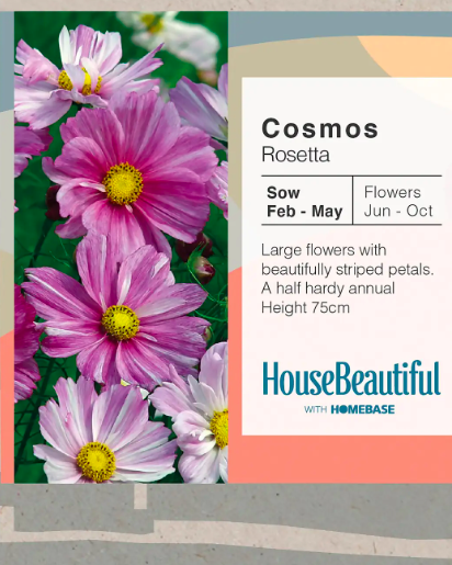 House Beautiful Cosmos Rosetta Seeds