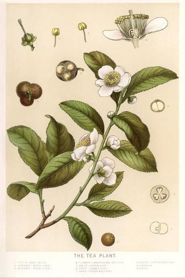 Botanical Image of Tea Plant