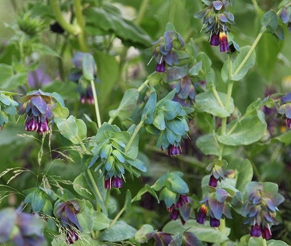 Cerinthe major 'Purpurascens'
