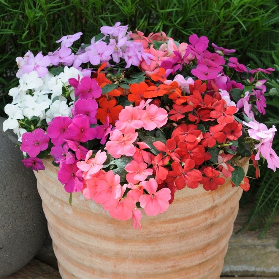 Impatiens