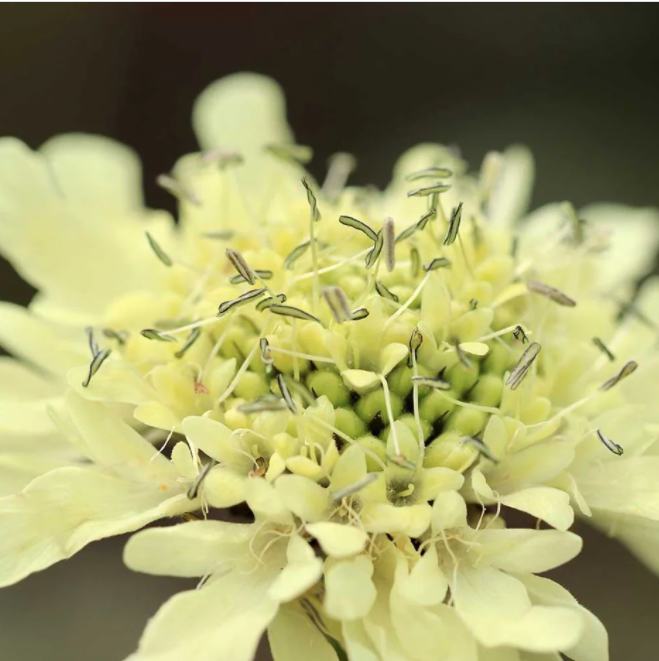 Cephalaria gigantea