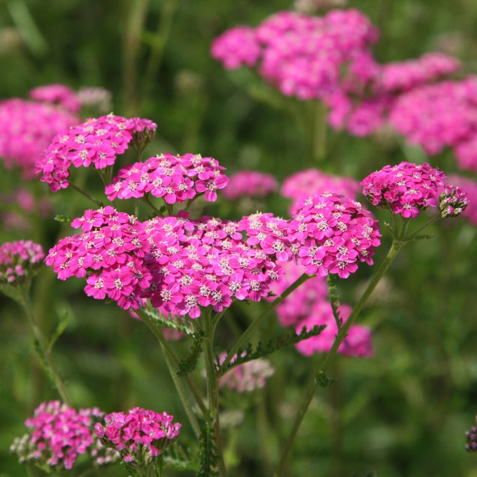 'Cerise Queen'