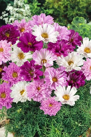 Cosmos Seeds, Mixed