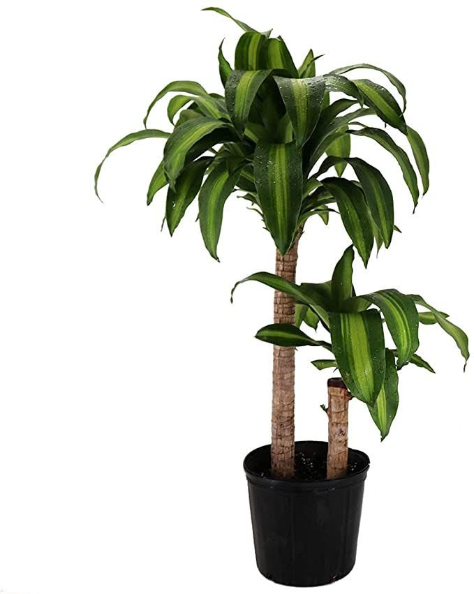 Dracaena Massangeana Plant