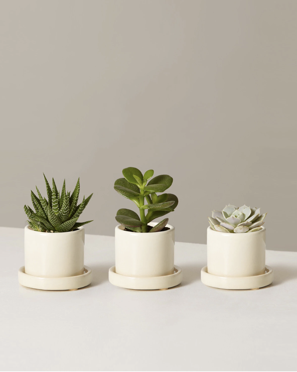 Succulent Assortment With Planters