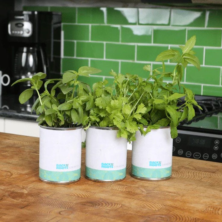 Kitchen Herb Garden - Basil, Mint, Cilantro