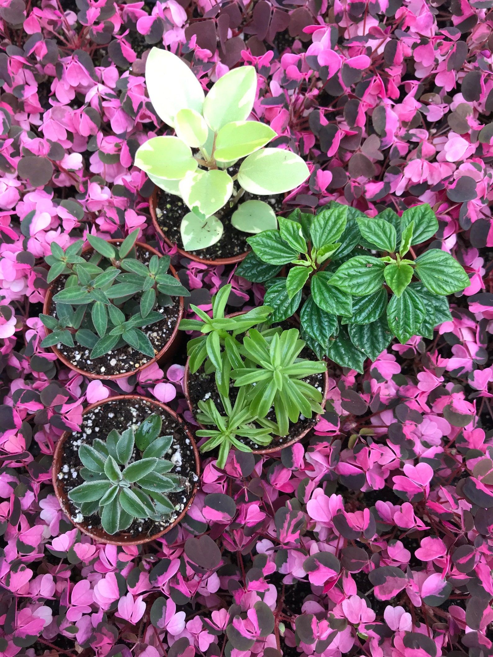 Optiflora Mini Terrarium Plants (6 Plants) (2 Pots) Fairy Garden Plants Assorted Varieties