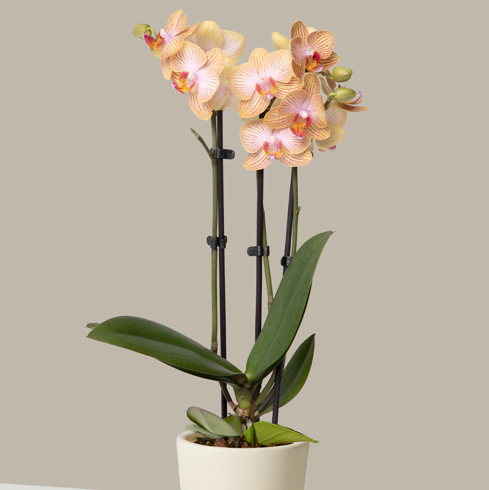 Petite Sunset Orchid Petite Sunset Orchid