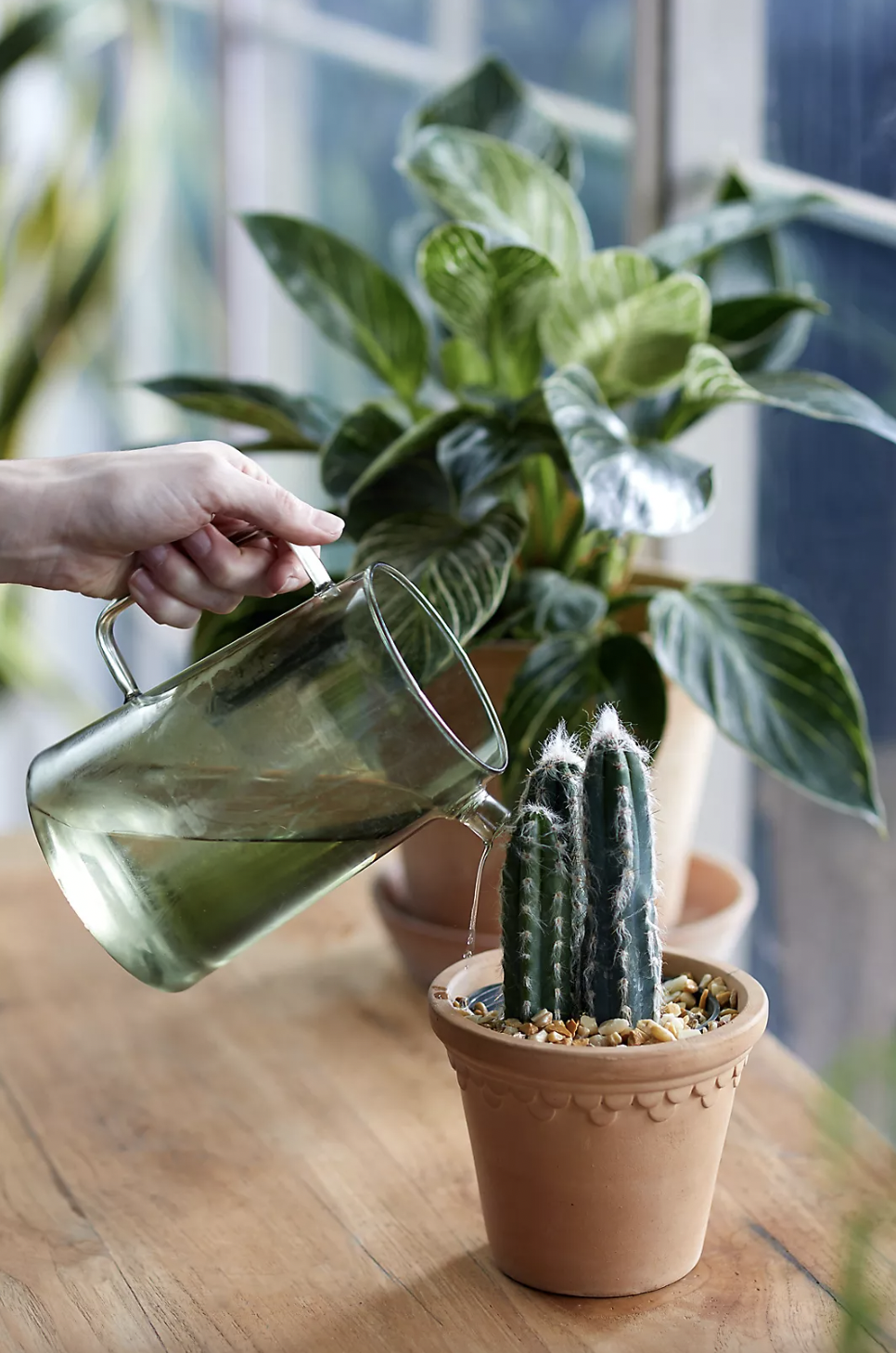 Shop Cute Watering Cans in 2023 for All Your Indoor Plants