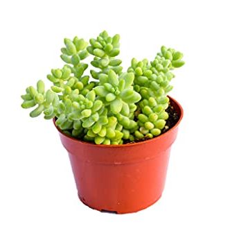Donkey Tail Succulent