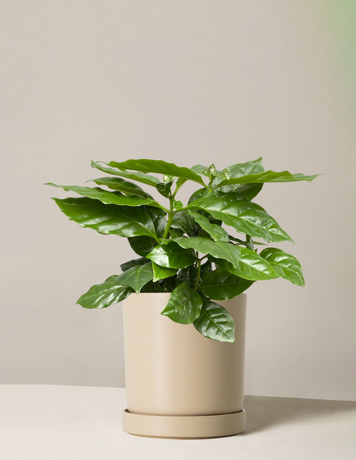 Coffee Plant in Pot
