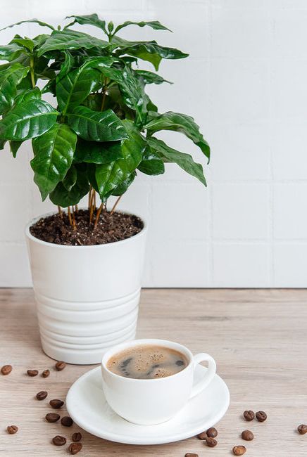 Coffee Plant in Pot