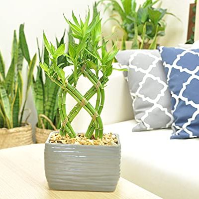 lucky bamboo indoor tabletop plant