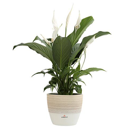 Peace Lily Spathiphyllum Live Indoor Plant