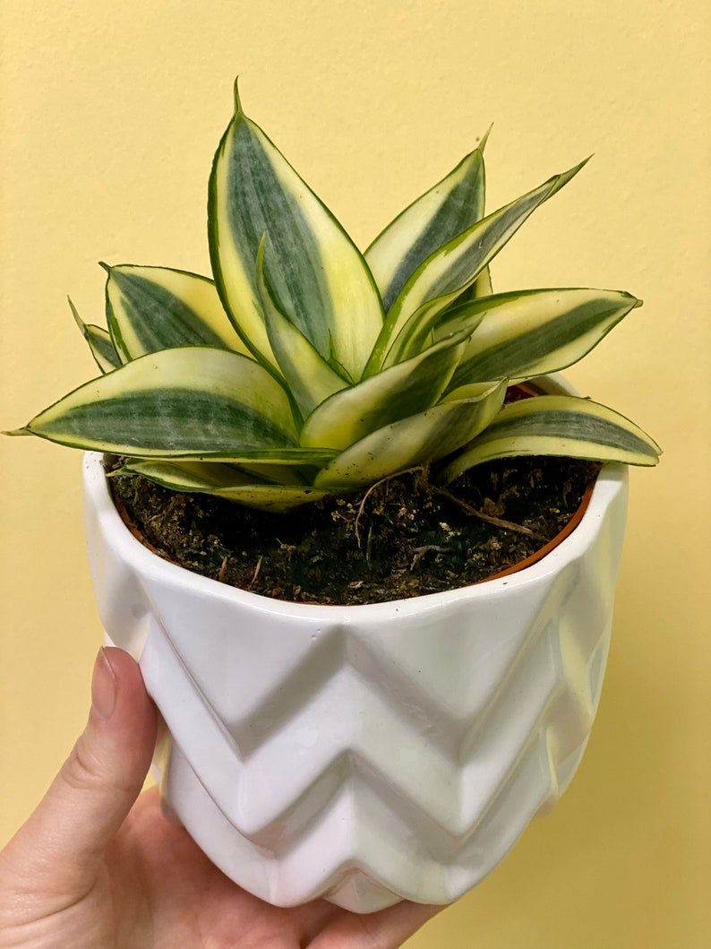 Bird’s Nest Sansevieria