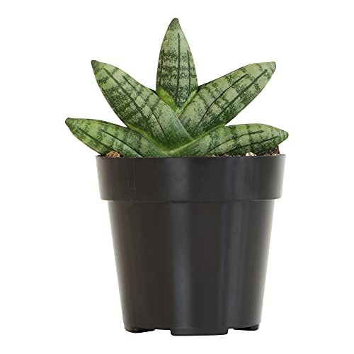Sansevieria Cylindrica Boncel