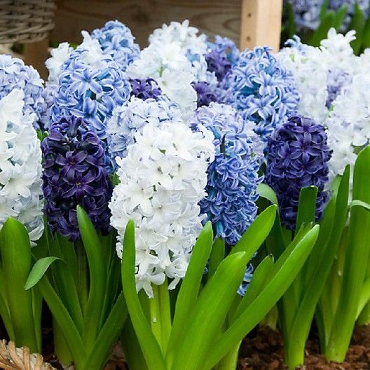 Hyacinth Bulbs, Blue Mix