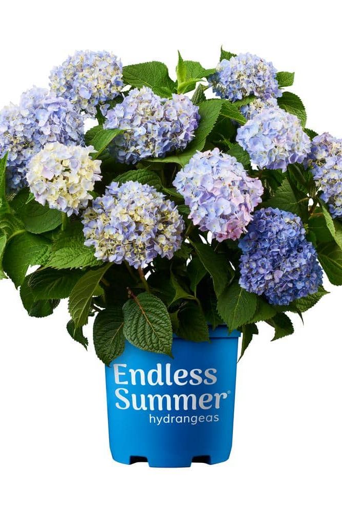 'Endless Summer' Bigleaf Hydrangea 