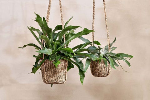 25 Hanging Plant Pots For Indoor Spaces – Best Plant Pot Hangers