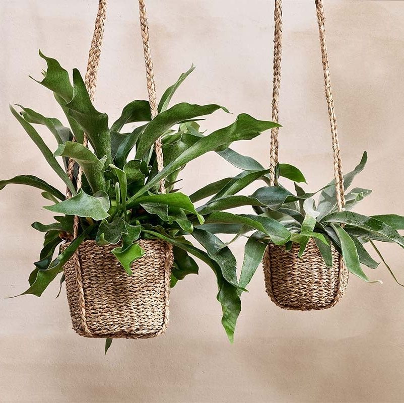 23 Hanging Plant Pots – Best Hanging Planters For Indoors