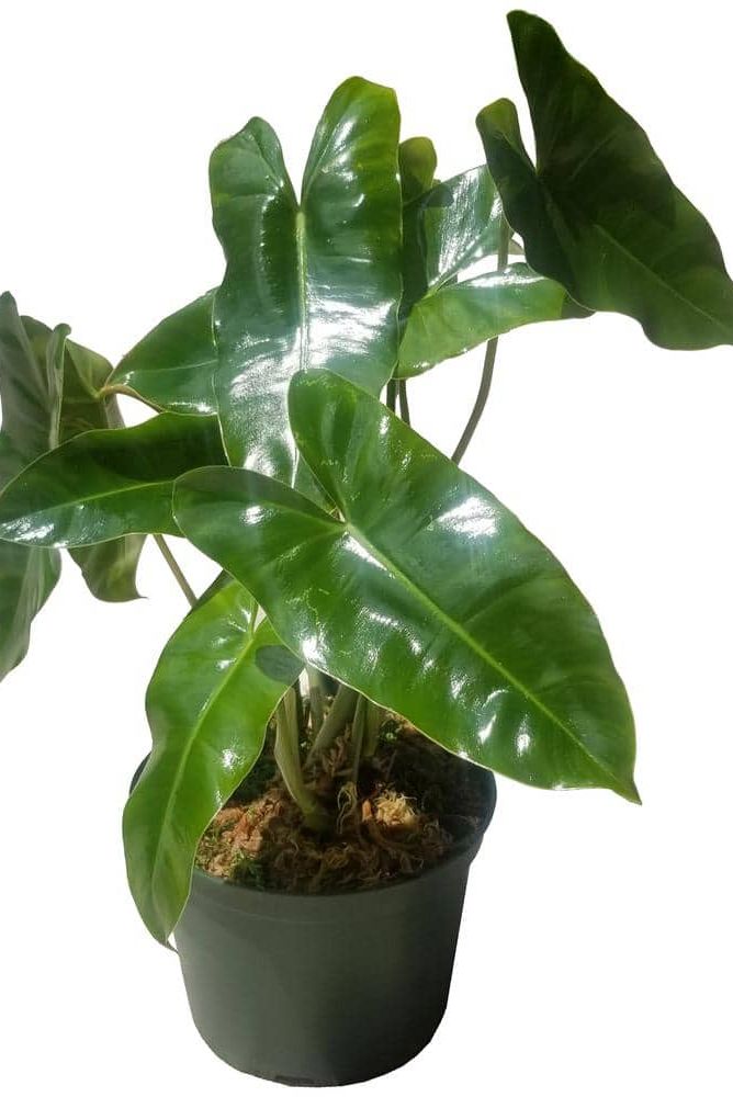 'Burle Marx' Philodendron 