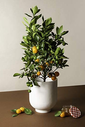 Calamondin Citrus Plant