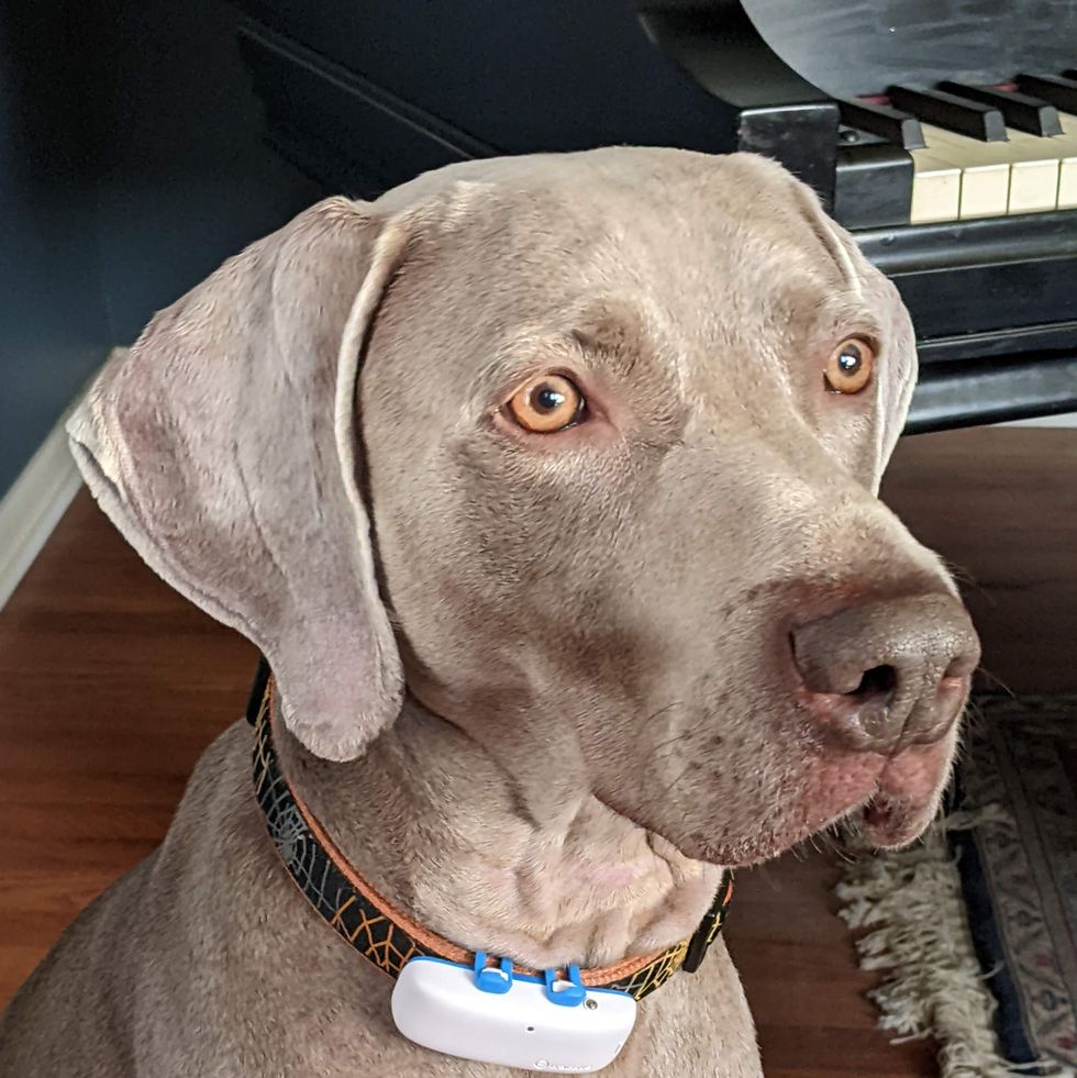 9 Best Trackers in 2023 - Collars and Tags for Lost Pets