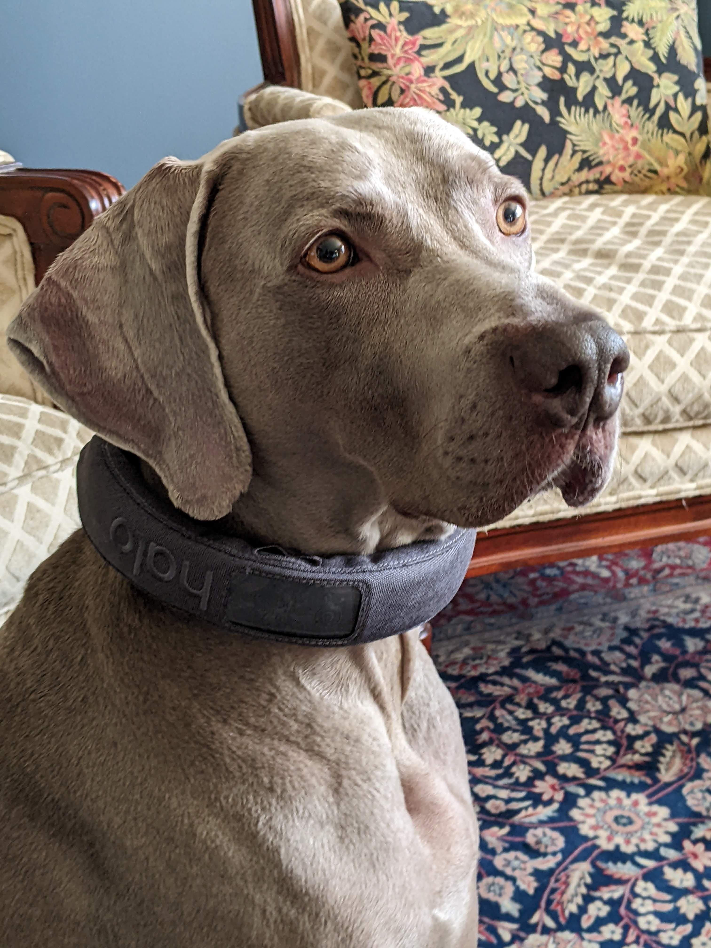 9 Best Dog GPS Trackers in 2022 - Collars and Tags for Lost Pets
