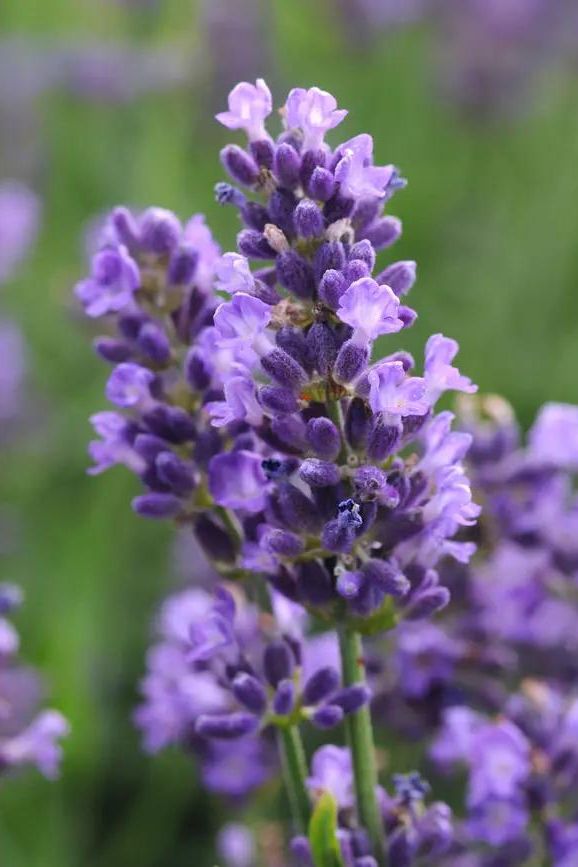 'SuperBlue' English Lavender