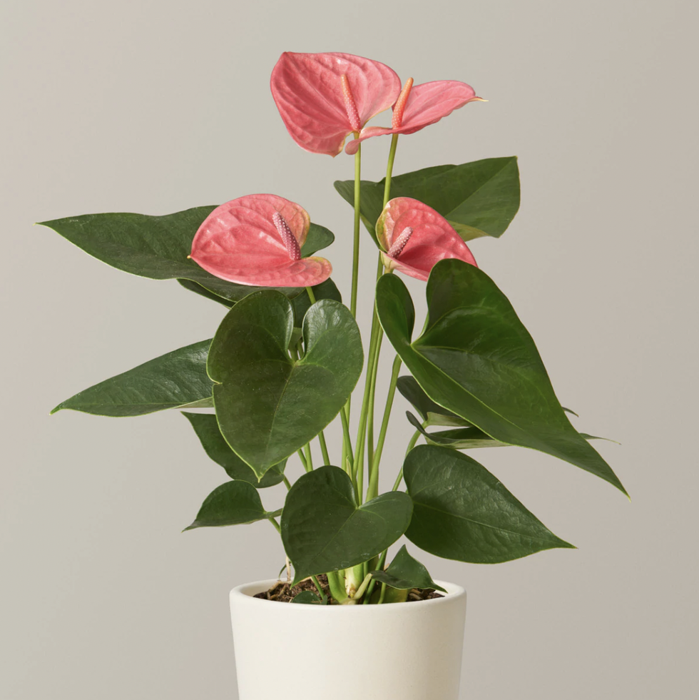 Indoor Flowering Plants for - Indoor Blooming Plants