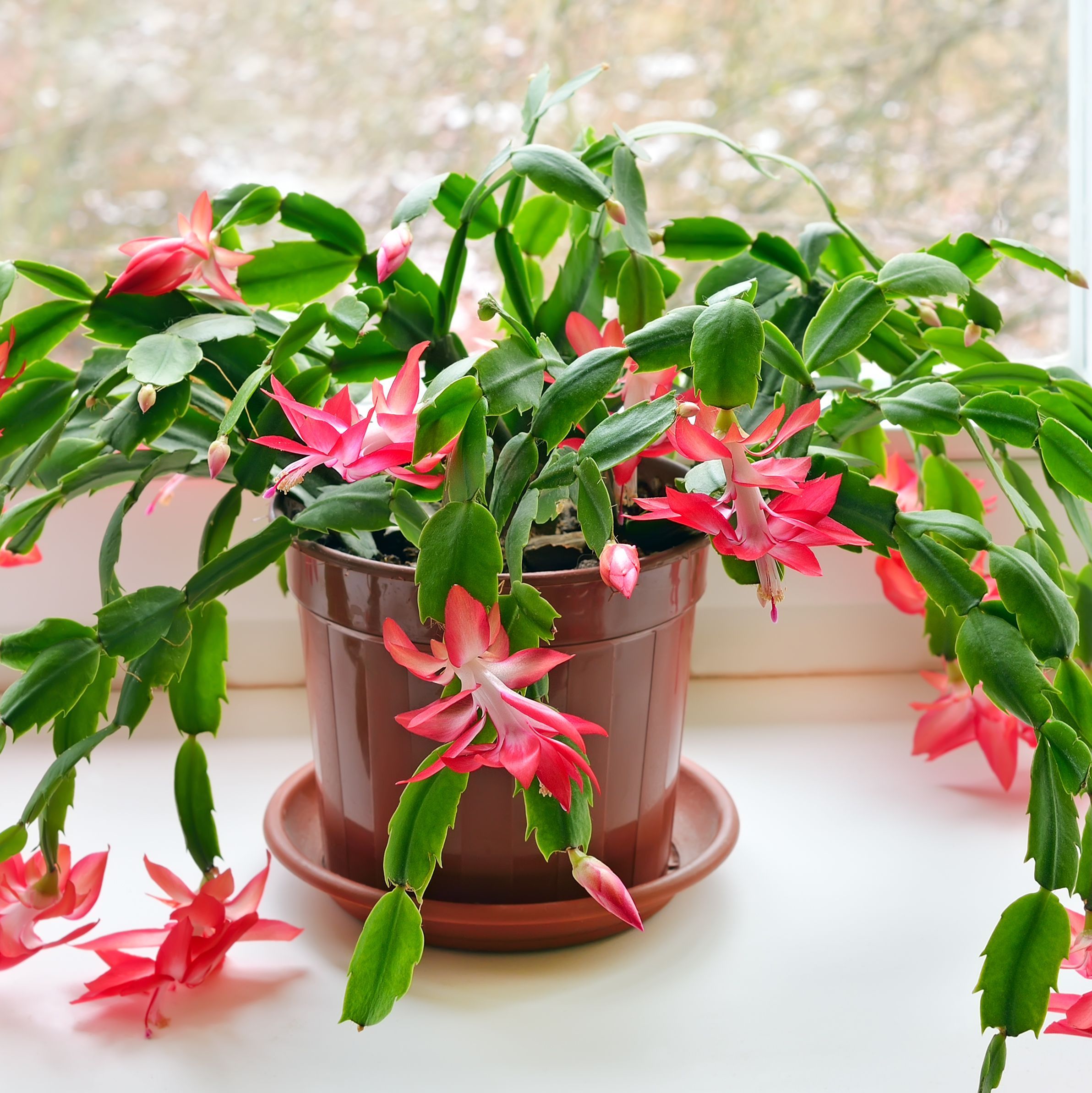 indoor tropical flowering plants
