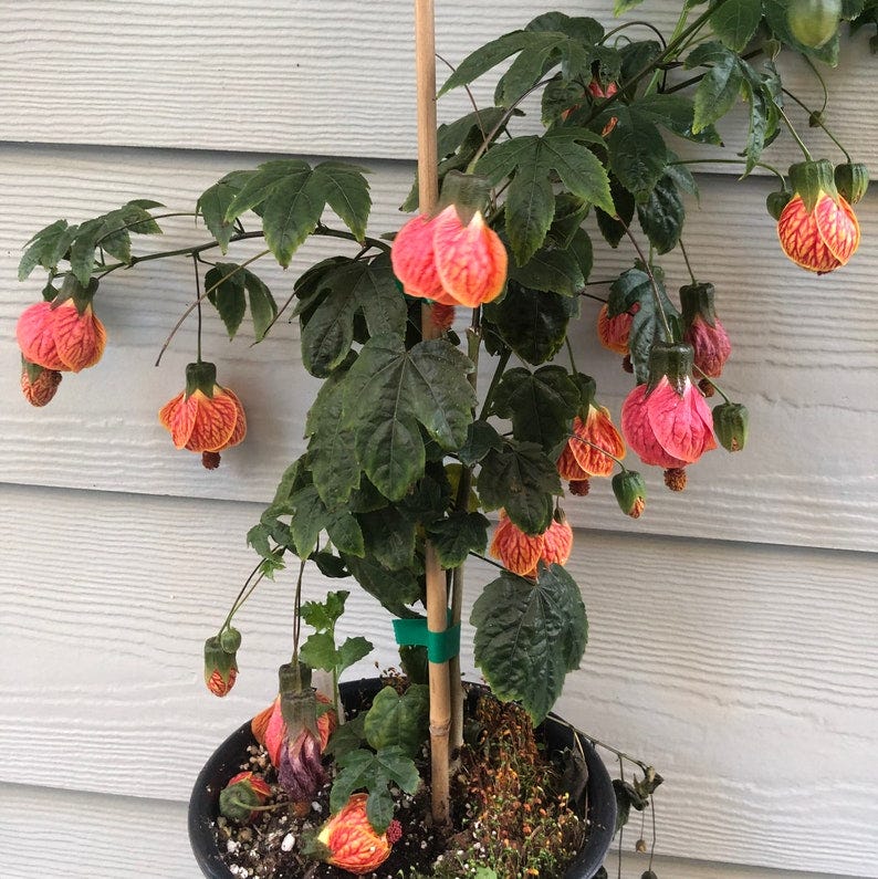 Flowering Maple