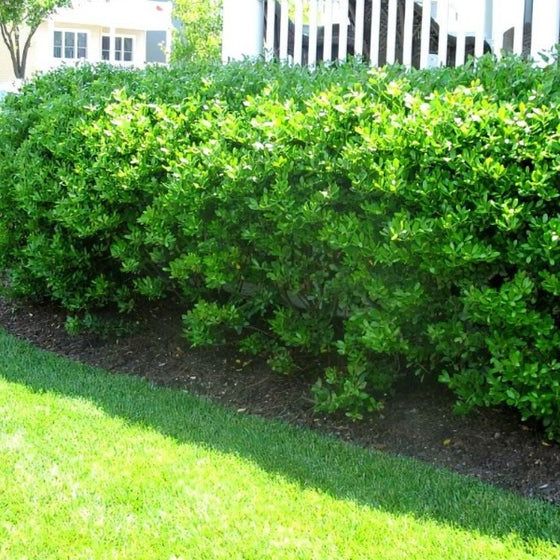 green landscaping bushes