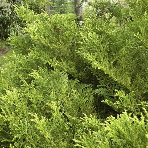 30 Best Evergreen Shrubs - Evergreen Flowering Bushes