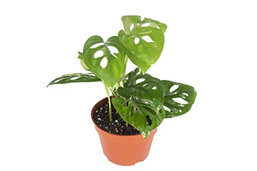 Monstera Adansonii 