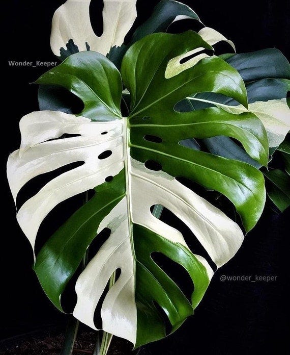 Monstera Variegata