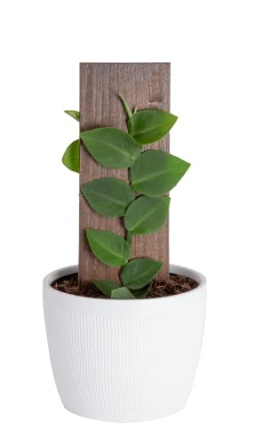 Monstera Dubia
