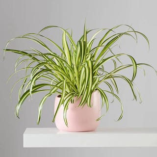 Spider Plant