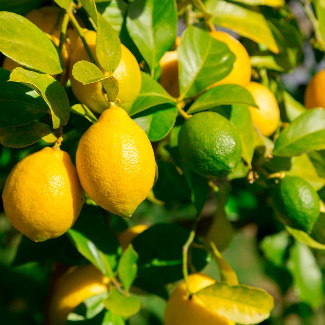 Lemon-Lime Citrus Tree Aurantifolia
