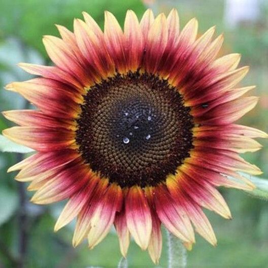 Indian Blanket Sunflower Seeds 