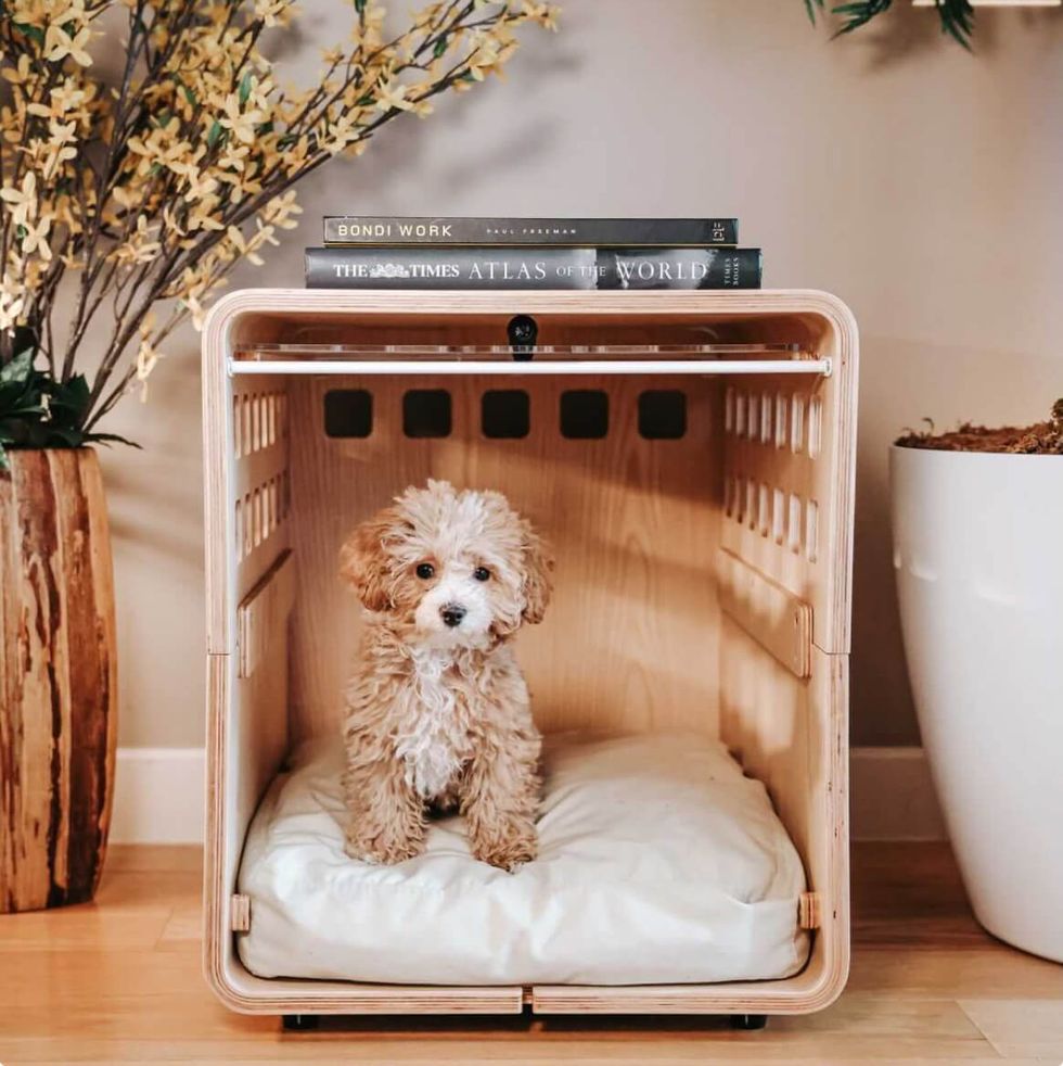 Luxury Accessories for Dogs & Cats