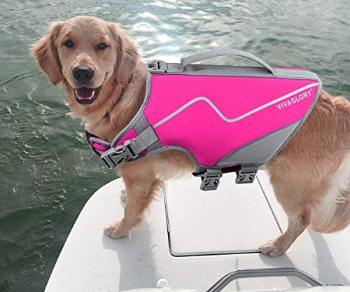 Dogs in best sale life jackets