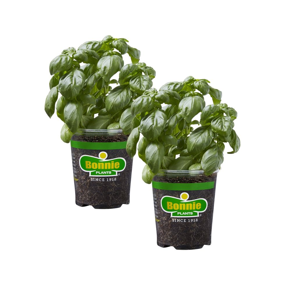 Bonnie Plants Basil in a Pot (2-Pack)